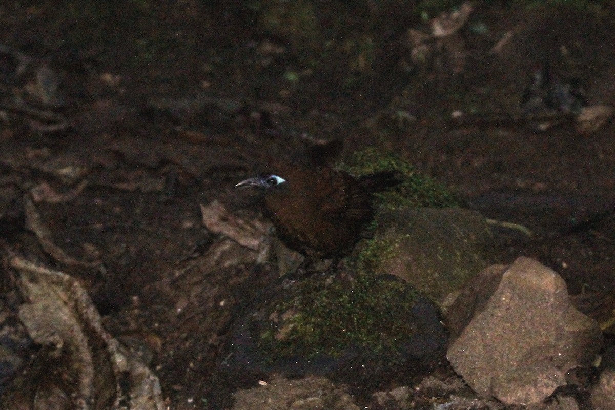 Panamáameisenvogel (berlepschi) - ML118168991