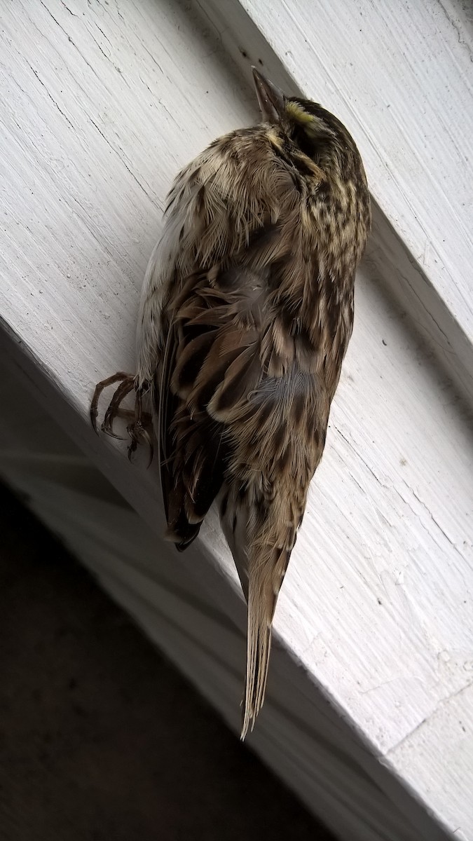 Savannah Sparrow - ML118170231