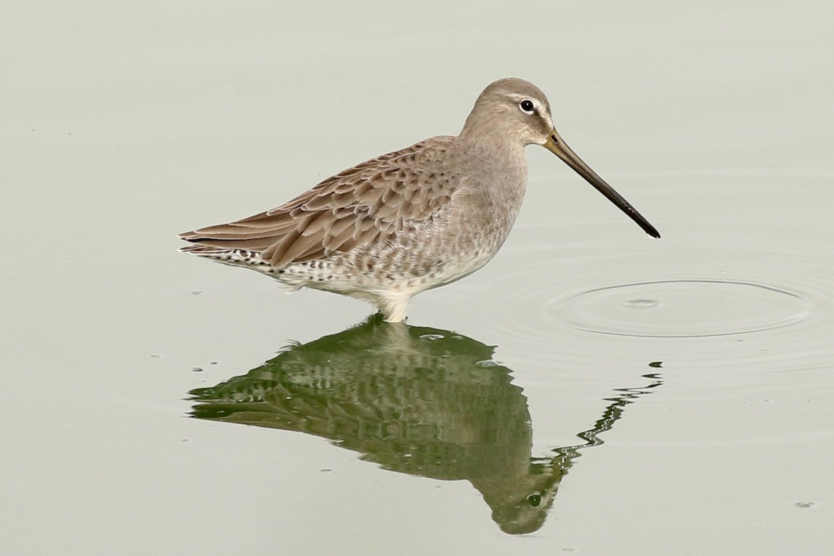 Long-billed Dowitcher - ML118171381