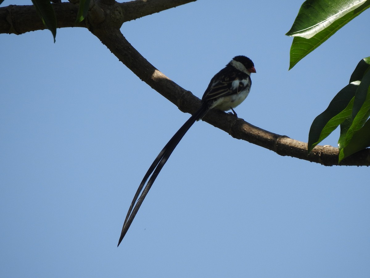 Pin-tailed Whydah - Monte Neate-Clegg
