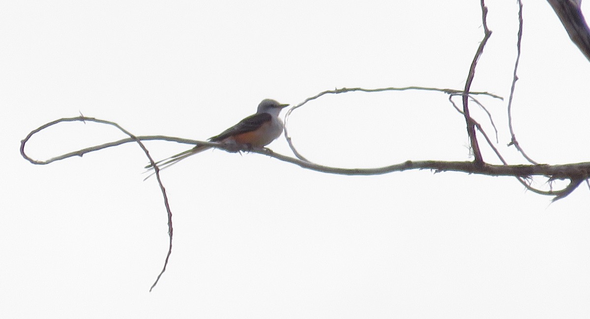Scissor-tailed Flycatcher - Kathy Kaczynski