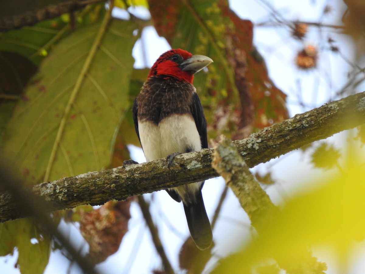 Brown-breasted Barbet - Monte Neate-Clegg