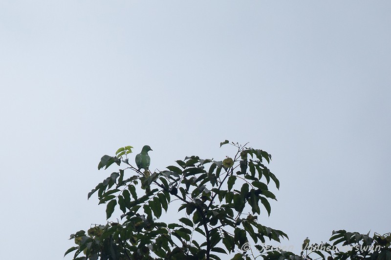 holub oranžovobřichý - ML118178721
