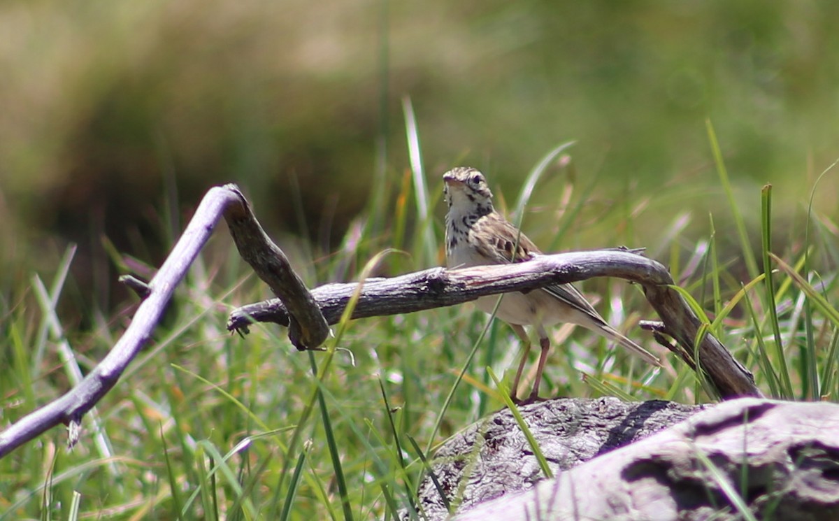 African Pipit - ML118179741