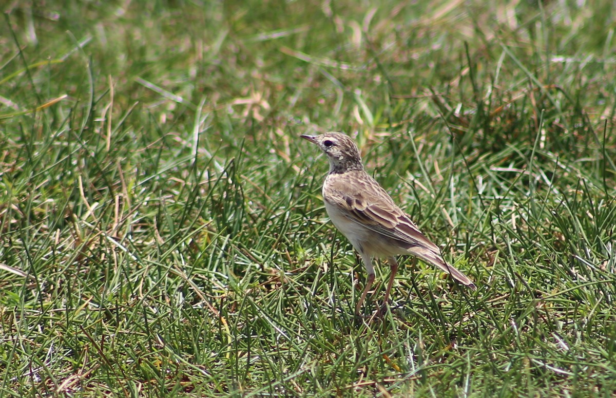 African Pipit - ML118179751