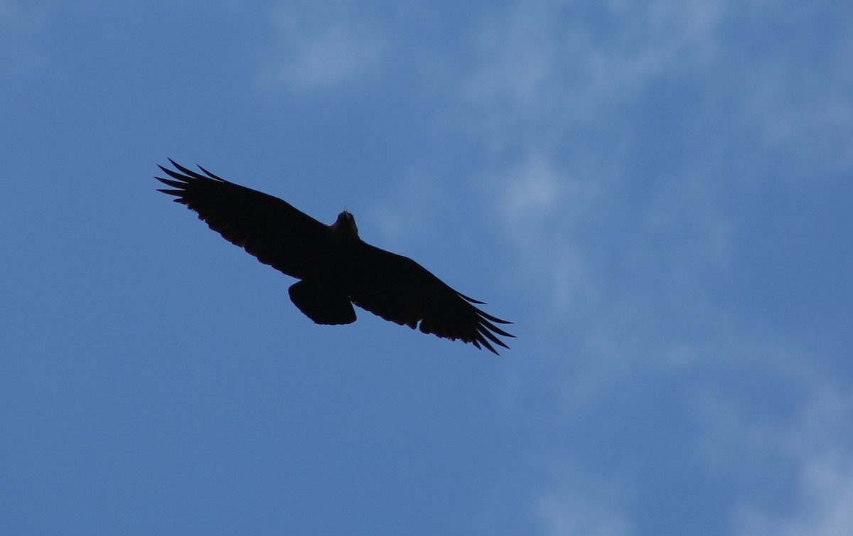 White-necked Raven - ML118179771