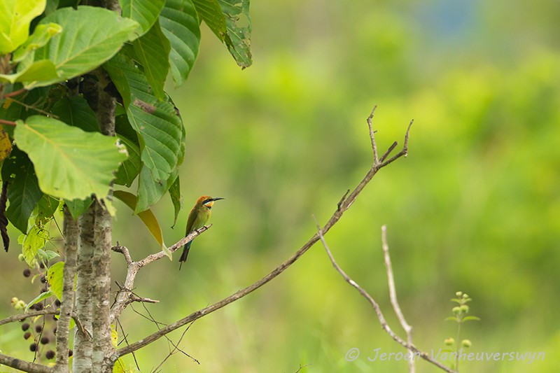 Rainbow Bee-eater - ML118180341