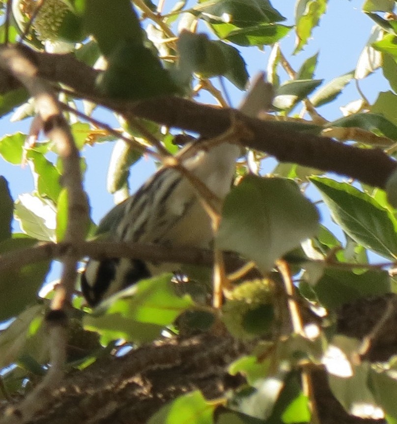 Black-throated Gray Warbler - ML118180611