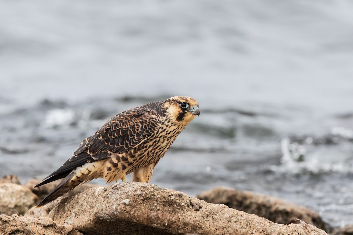 Peregrine Falcon (Tundra) - Brian Stahls