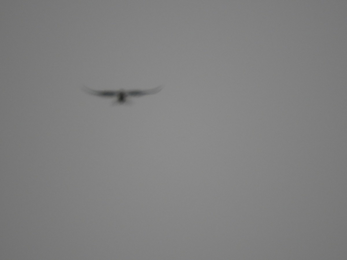 White-tailed Kite - Cliff Cordy