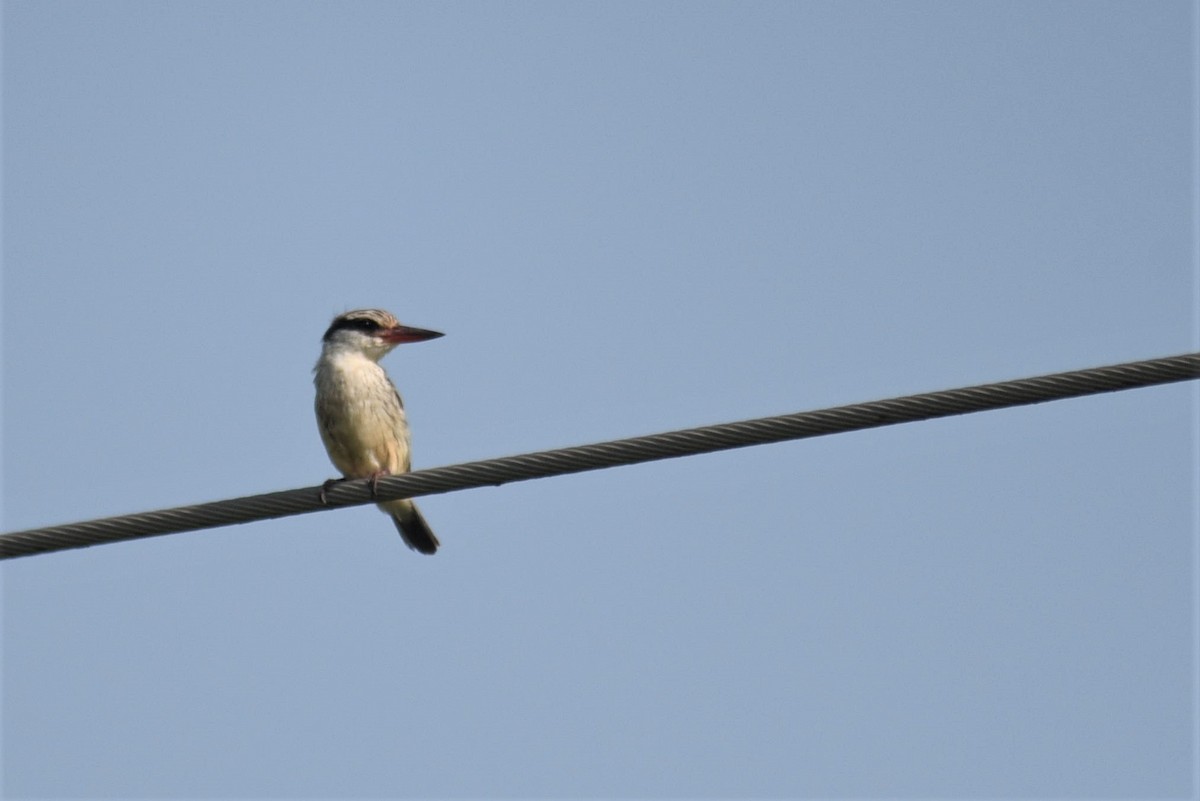 Striped Kingfisher - Bruce Mast