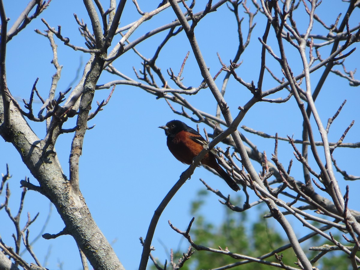Orchard Oriole - ML118185421
