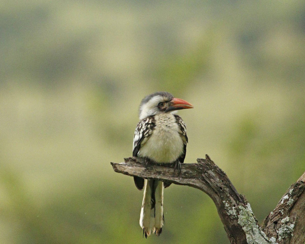 Tanzanian Red-billed Hornbill - Ross Hall