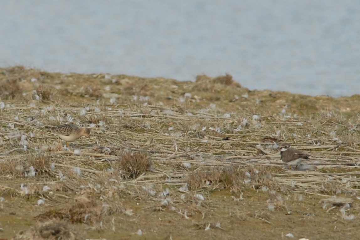 Semipalmated Plover - ML118186561