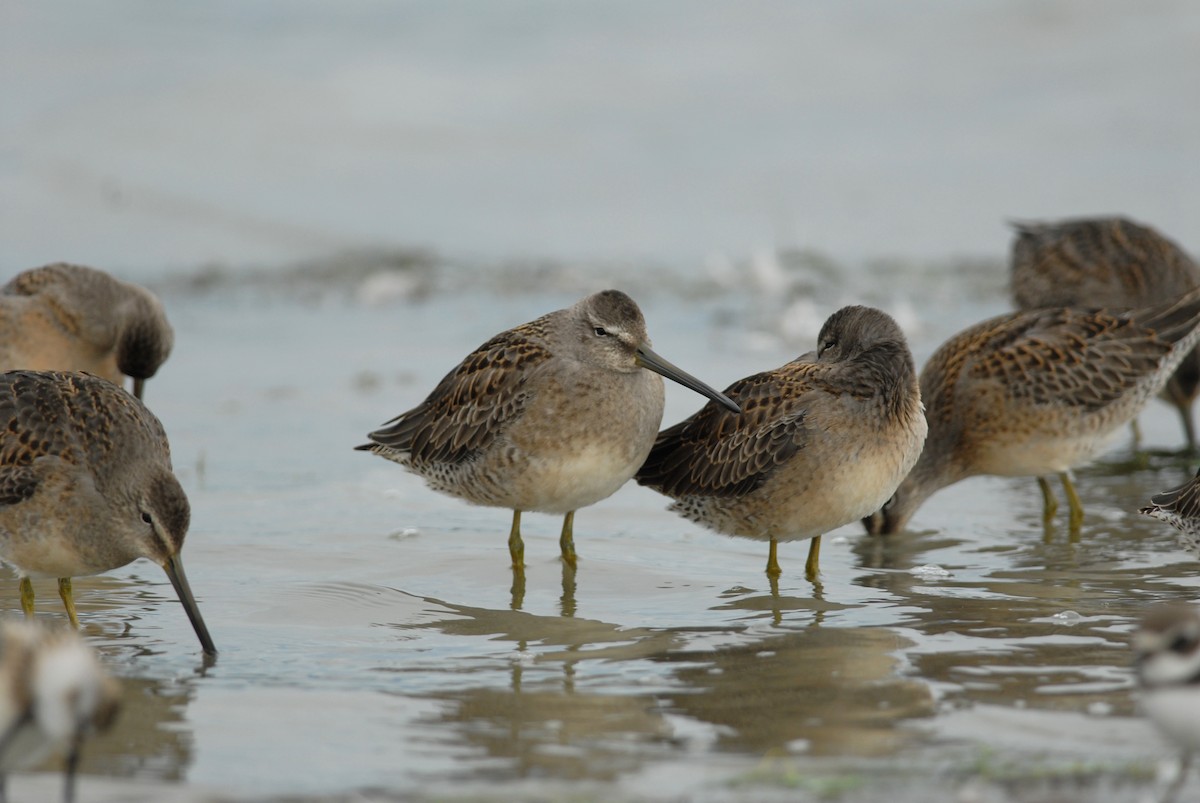 Long-billed Dowitcher - ML118188881