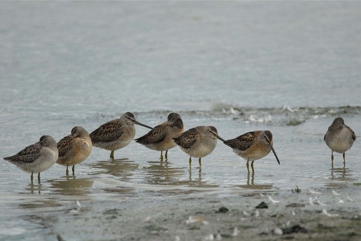 Long-billed Dowitcher - ML118188891