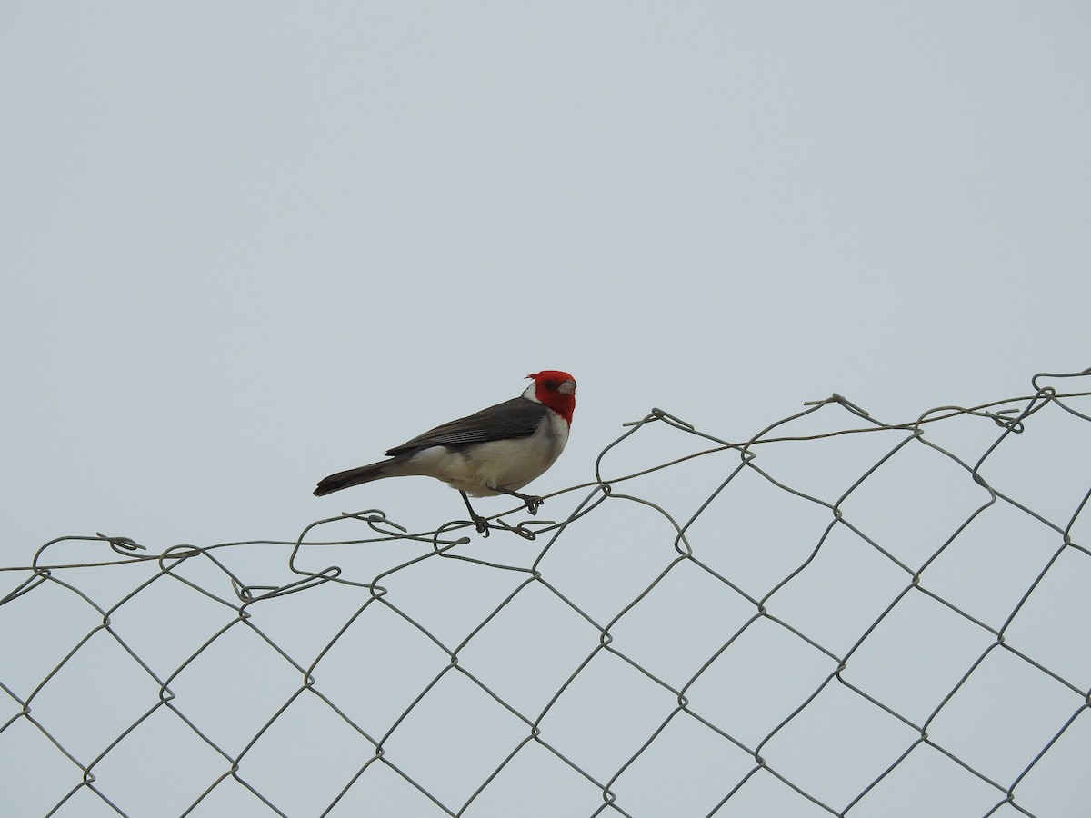 Red-crested Cardinal - Laura Carrasco