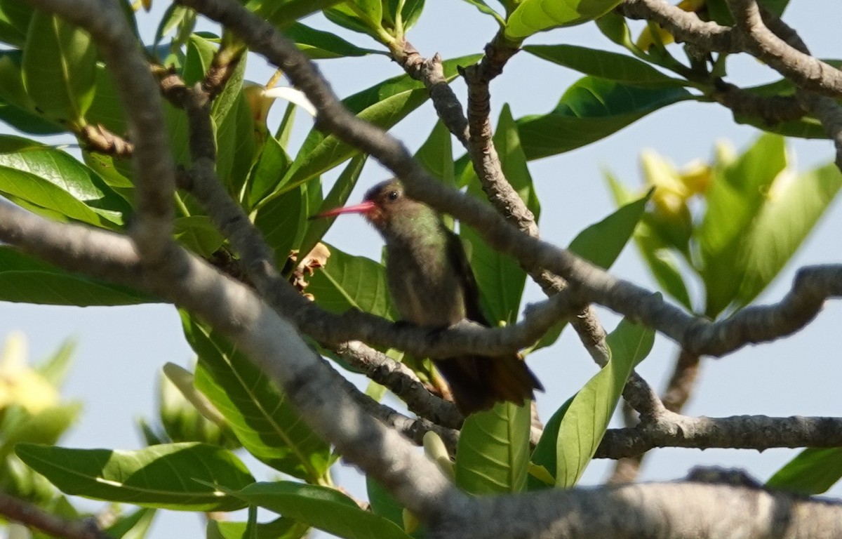 Gilded Hummingbird - Duston Larsen