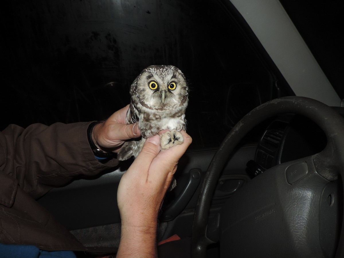 Boreal Owl - Libor Schröpfer