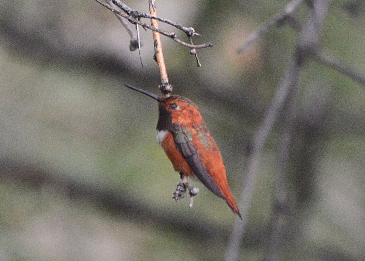 Rufous Hummingbird - ML118198461