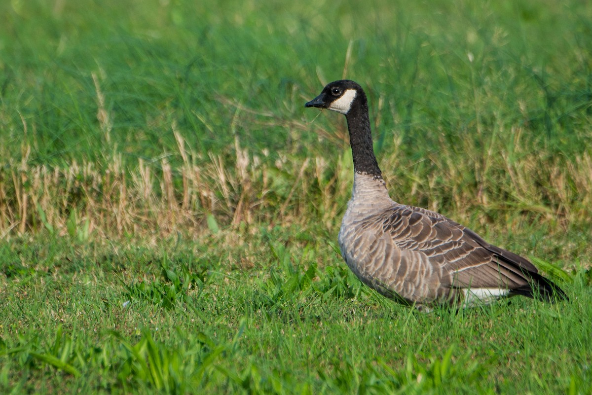 Cackling Goose (Richardson's) - ML118205071