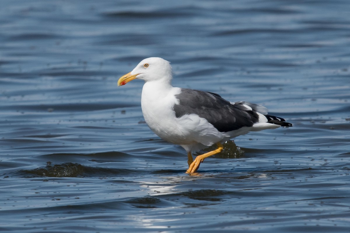 Yellow-footed Gull - Melissa James
