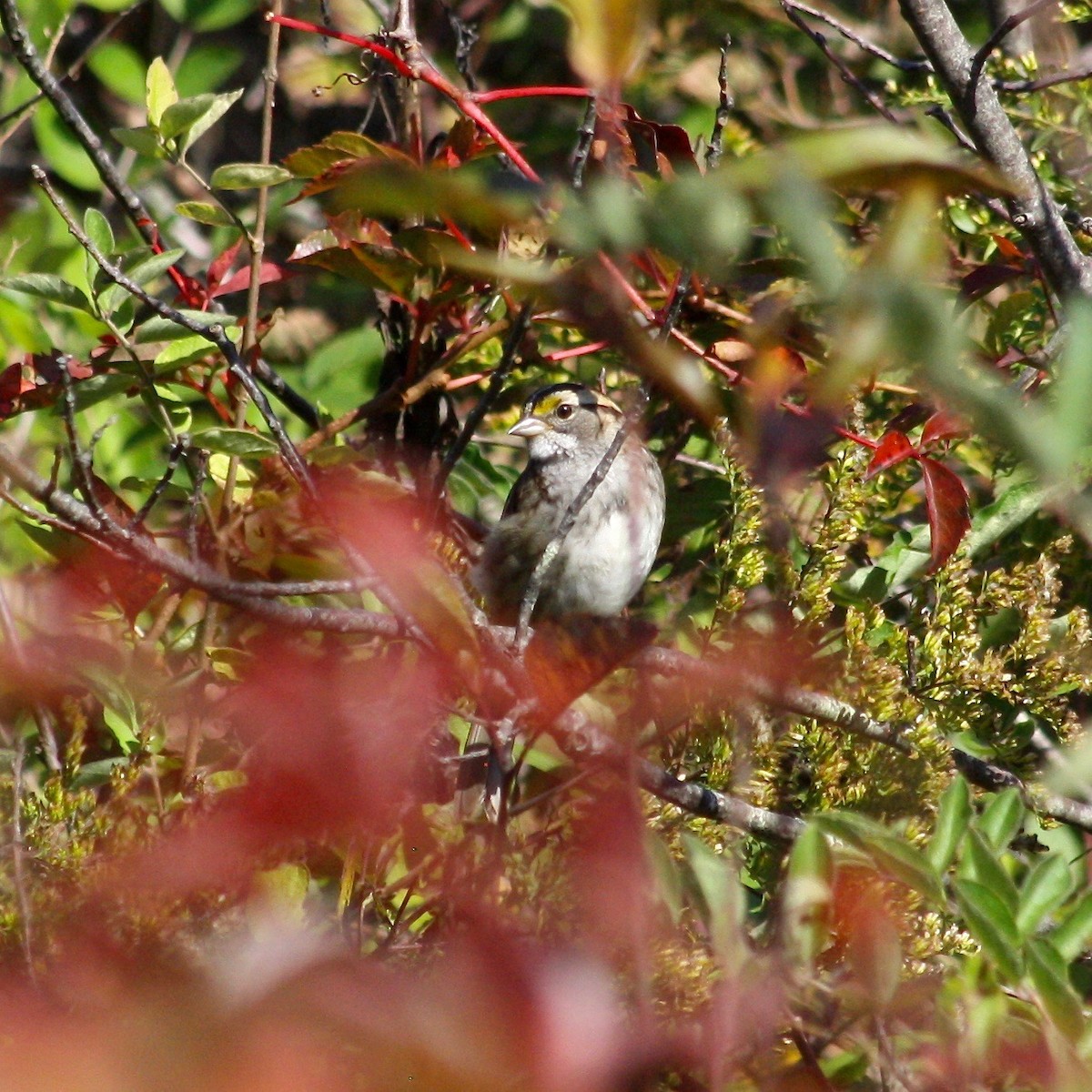 White-throated Sparrow - Nancy Villone