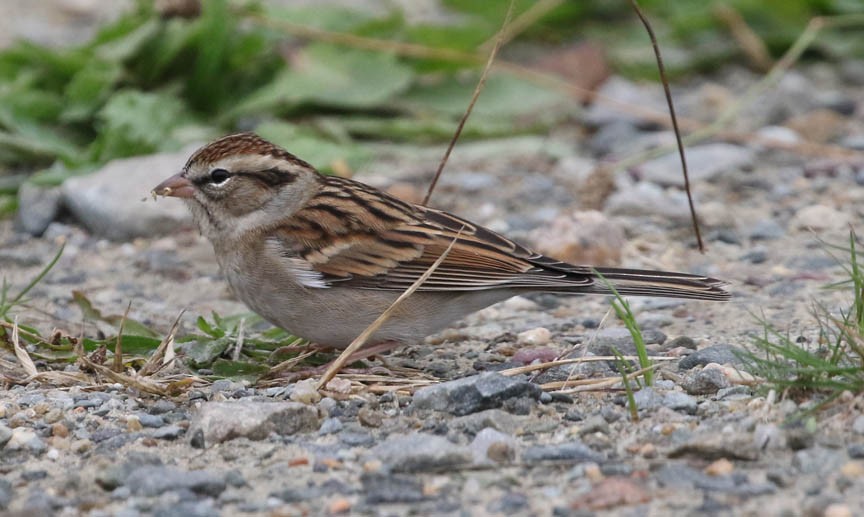 Chipping Sparrow - Mark Dennis