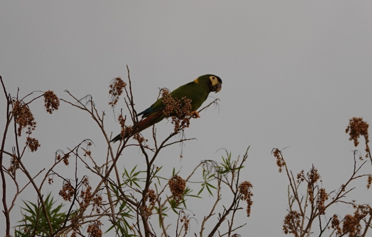 Yellow-collared Macaw - Duston Larsen