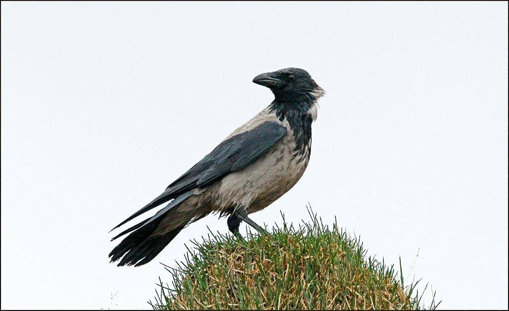 Hooded Crow - Alex Máni Guðríðarsson