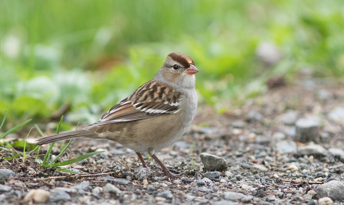 White-crowned Sparrow - Doug Hitchcox
