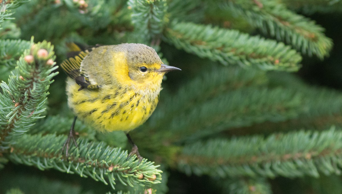 Cape May Warbler - ML118211461