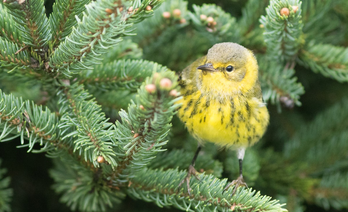 Cape May Warbler - ML118211501