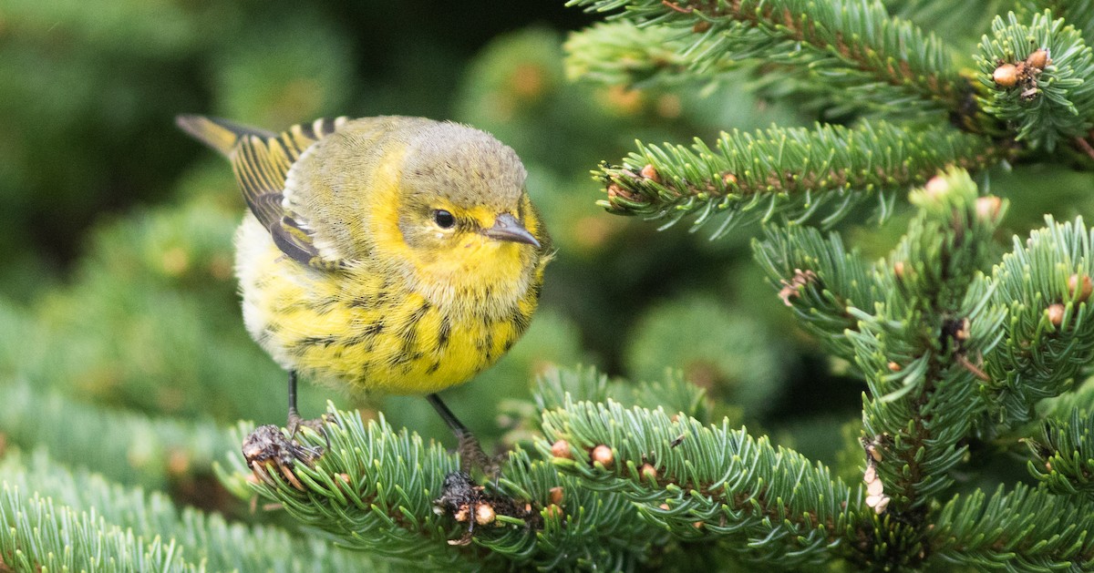 Cape May Warbler - ML118211511