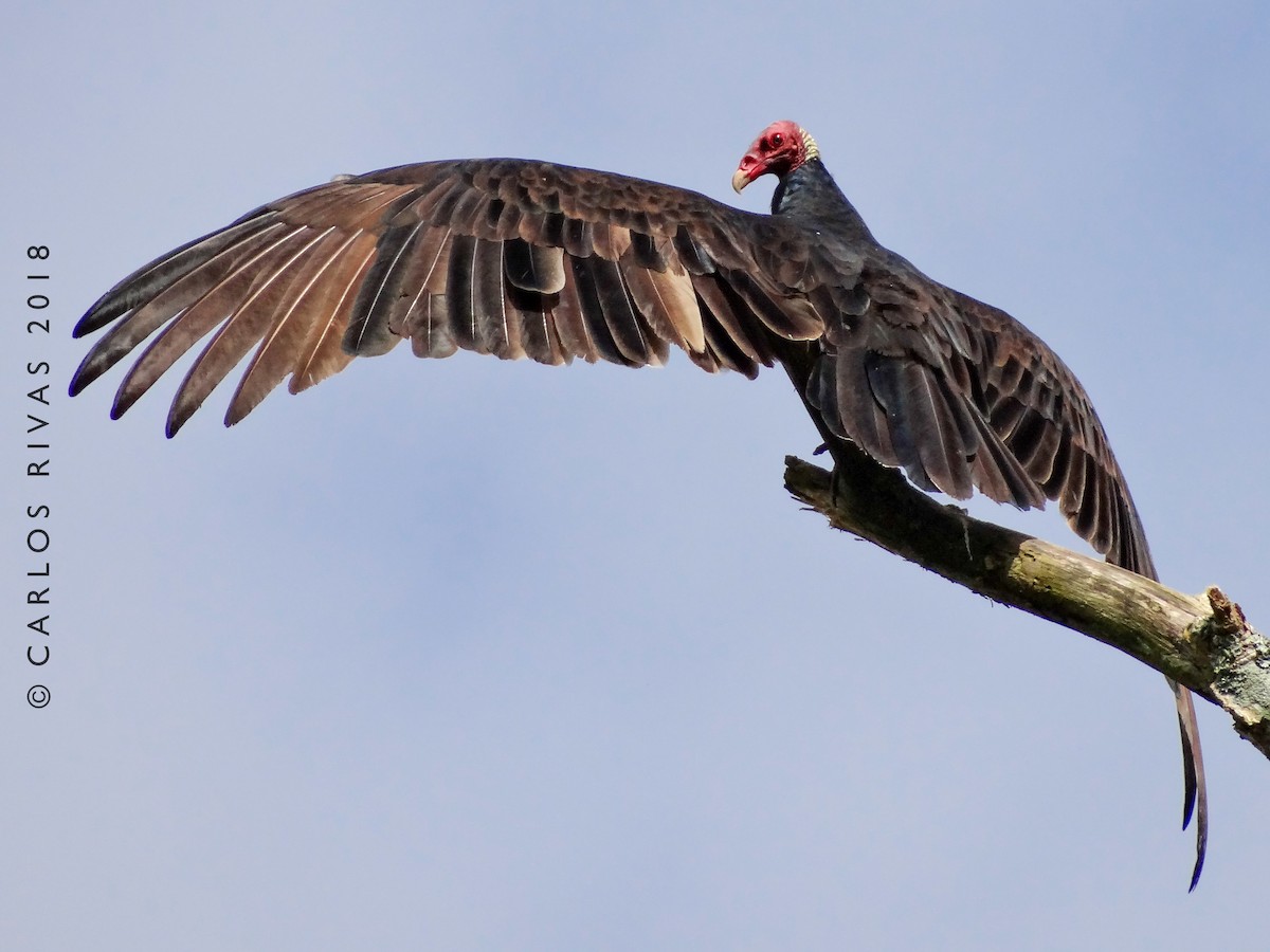 Turkey Vulture - ML118212271