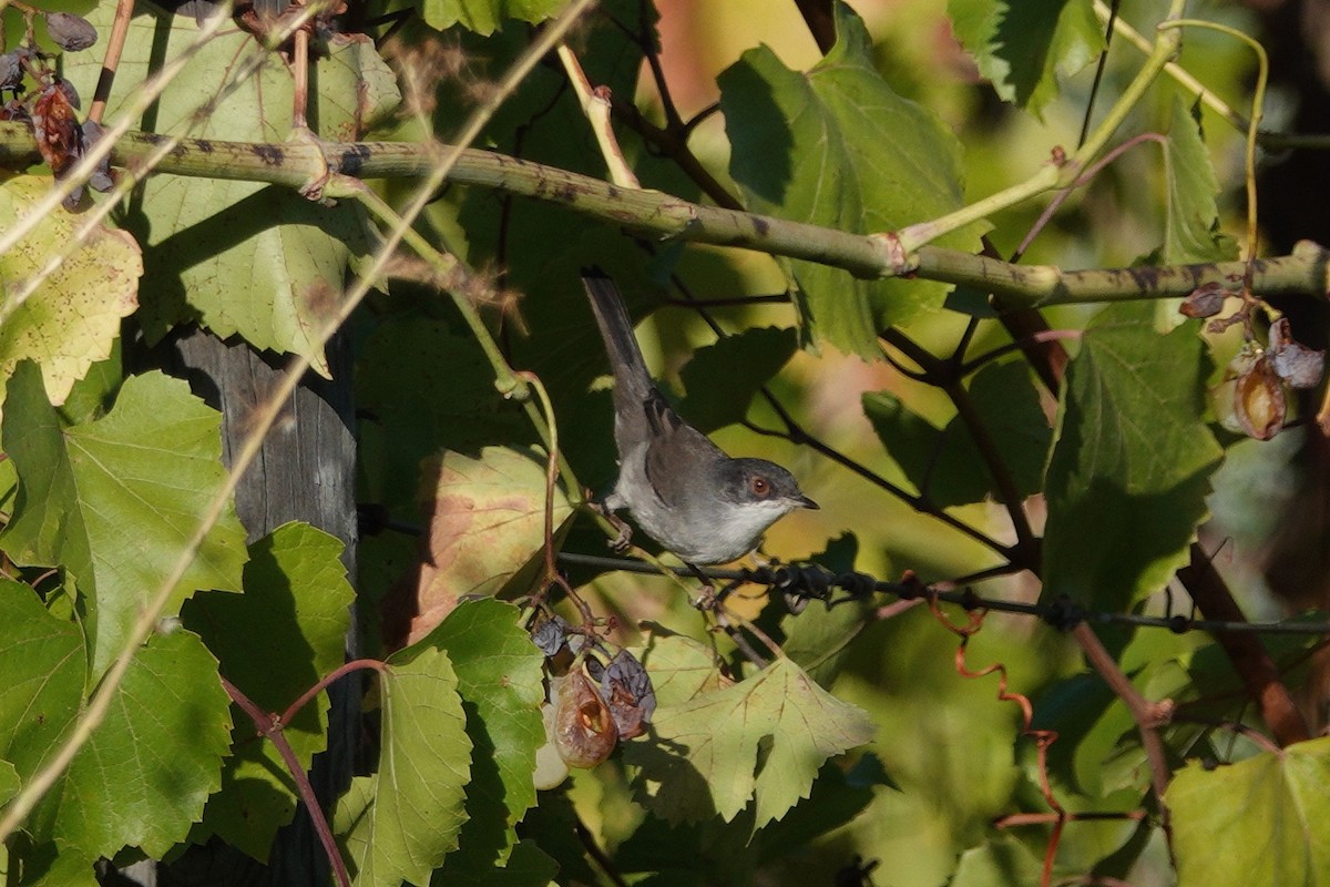 Sardinian Warbler - George Clulow