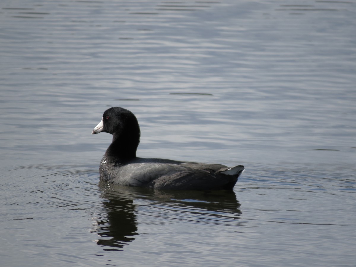 American Coot - Russ  And Theresa