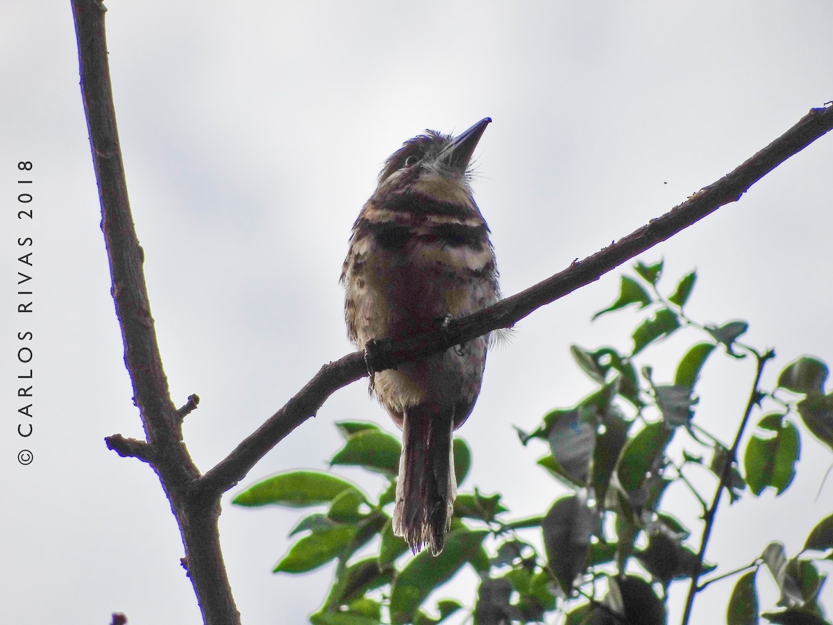 Two-banded Puffbird - Anonymous