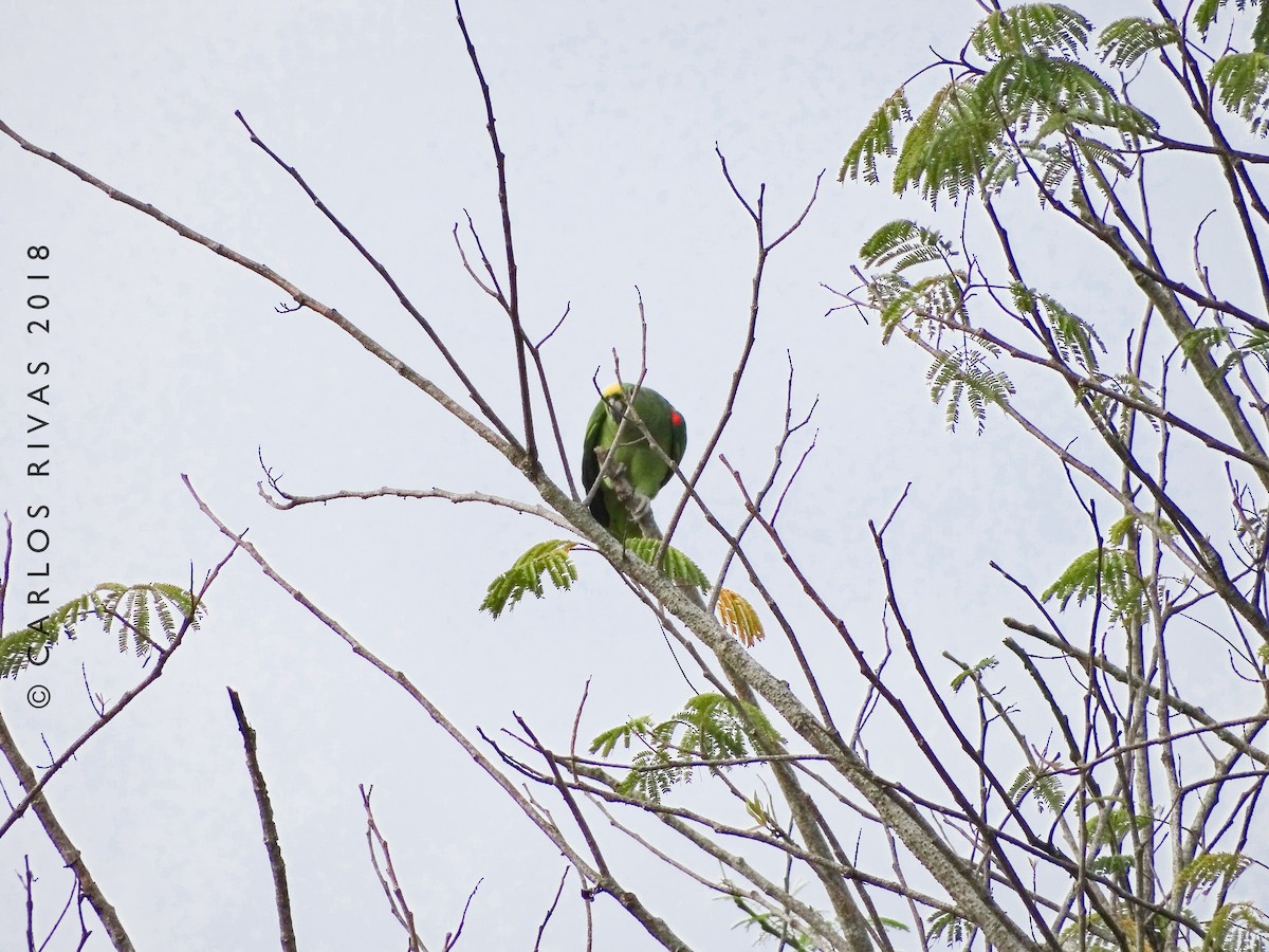 Yellow-crowned Parrot - Anonymous