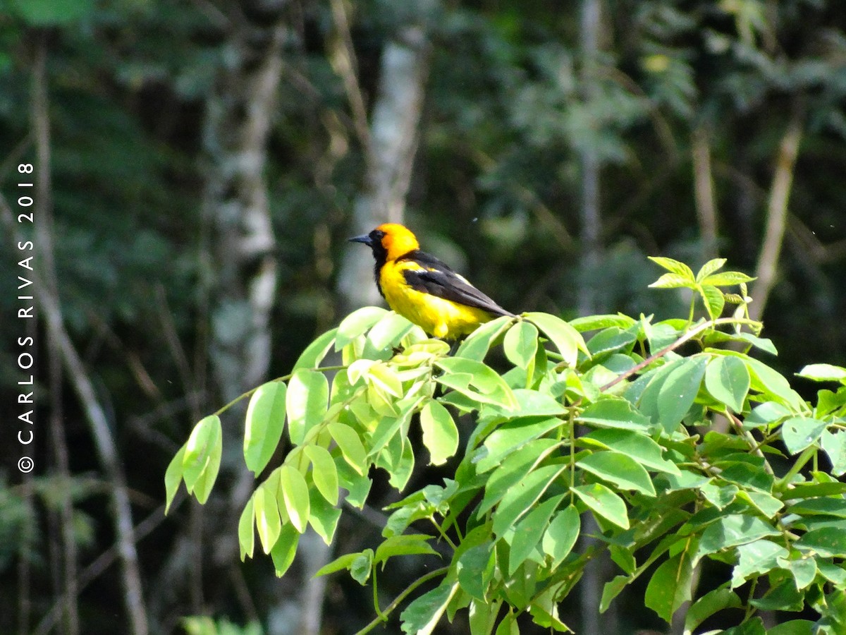 Orange-crowned Oriole - Anonymous