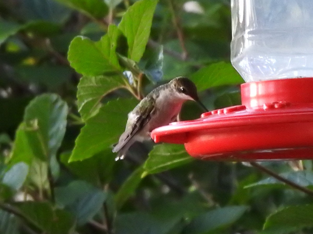 Ruby-throated Hummingbird - ML118221031