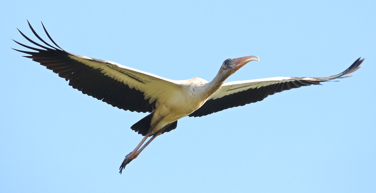 Wood Stork - Charles Lyon