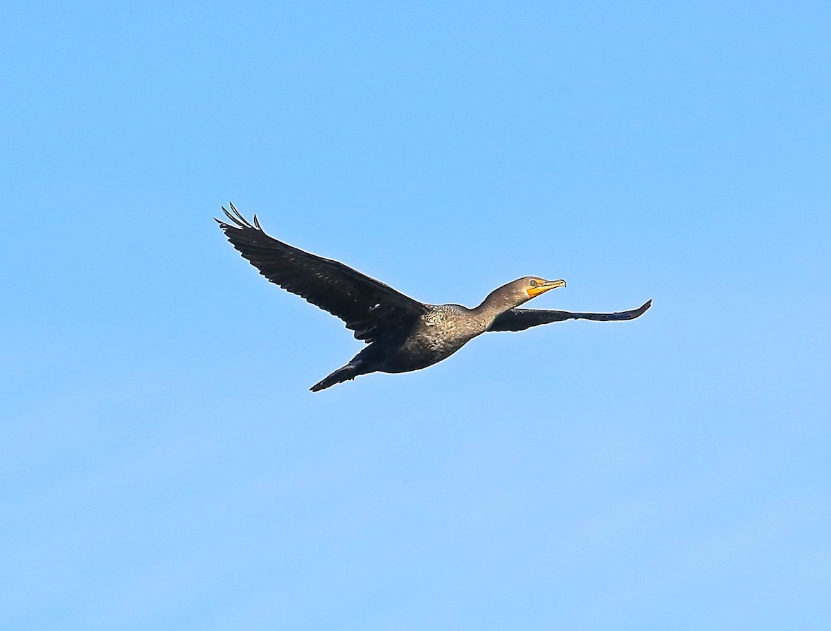 Double-crested Cormorant - Charles Lyon