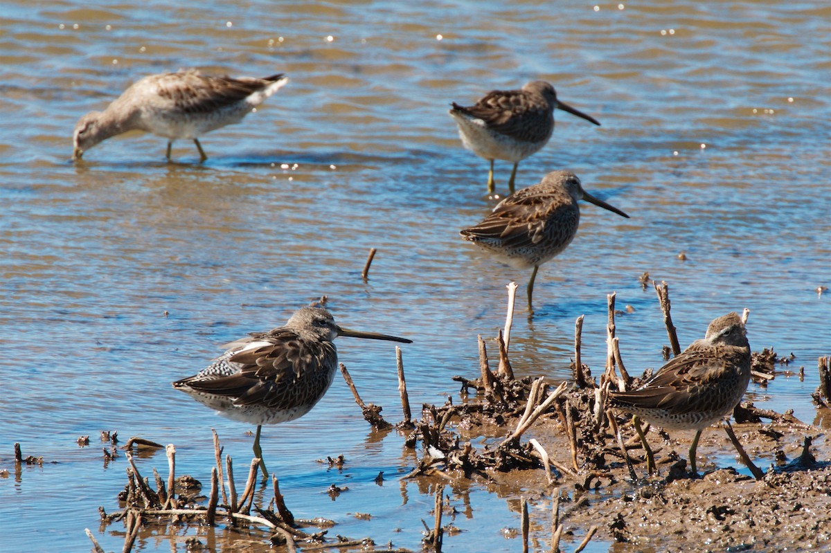 Long-billed Dowitcher - Hal Mitchell