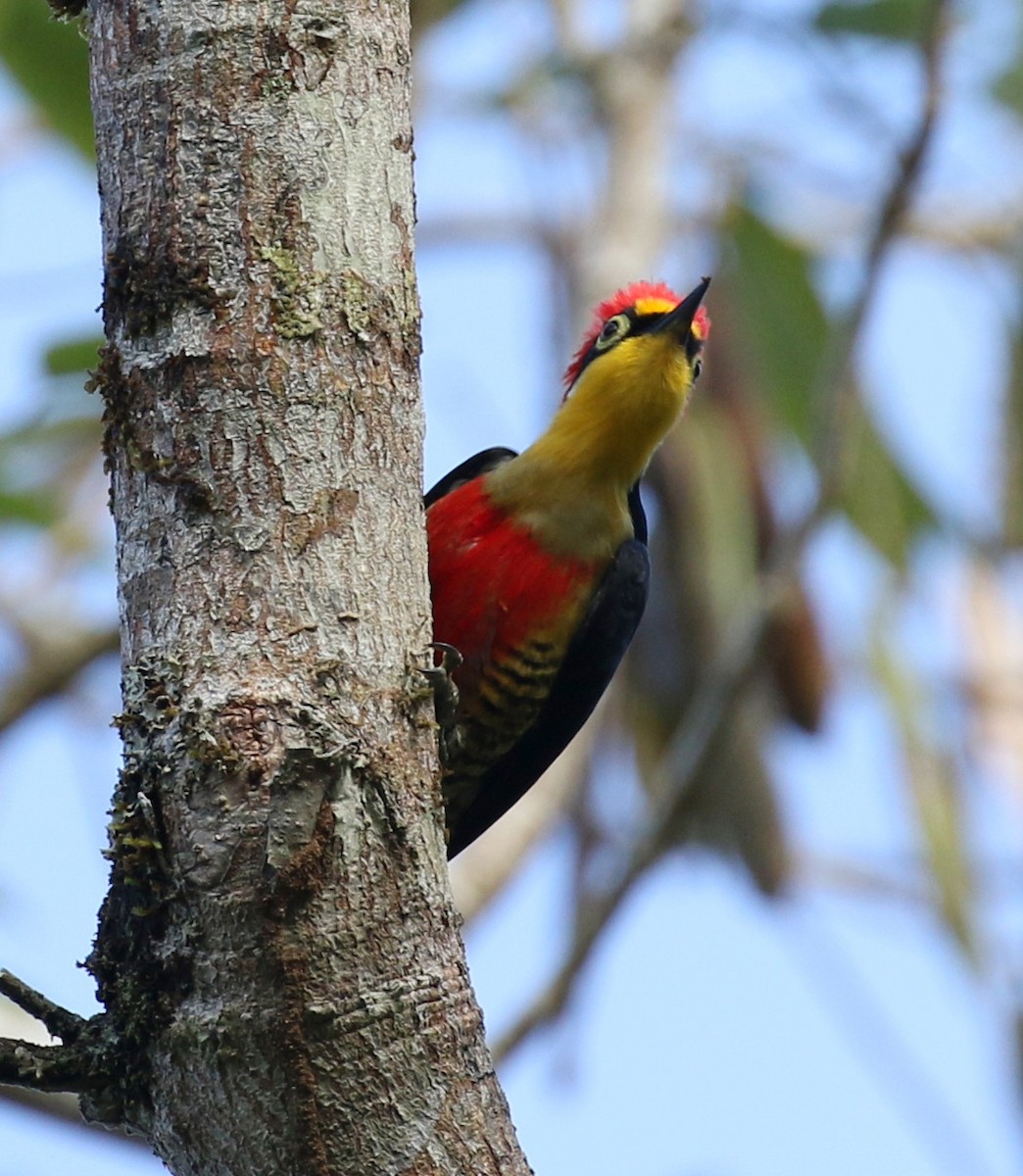 Yellow-fronted Woodpecker - Matthew Grube