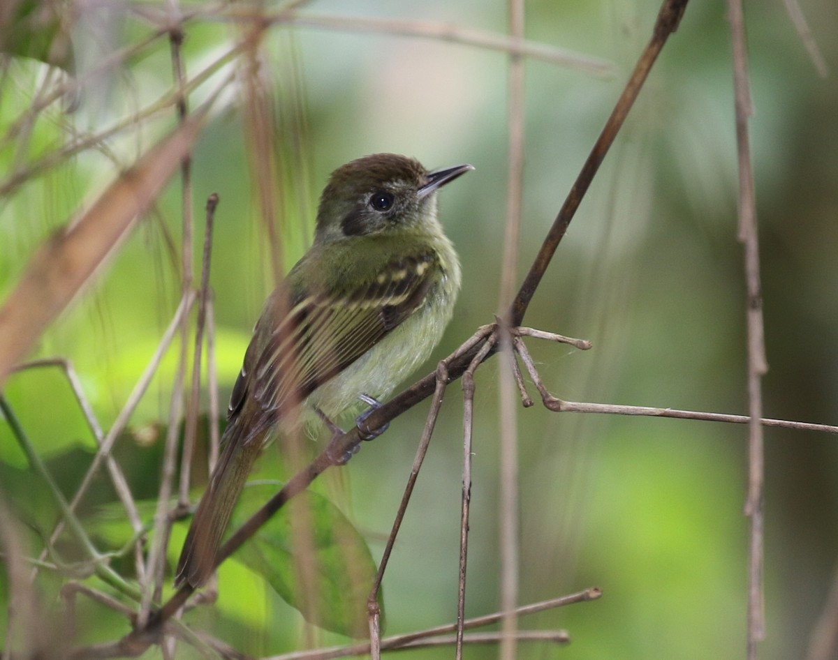Sepia-capped Flycatcher - ML118228081