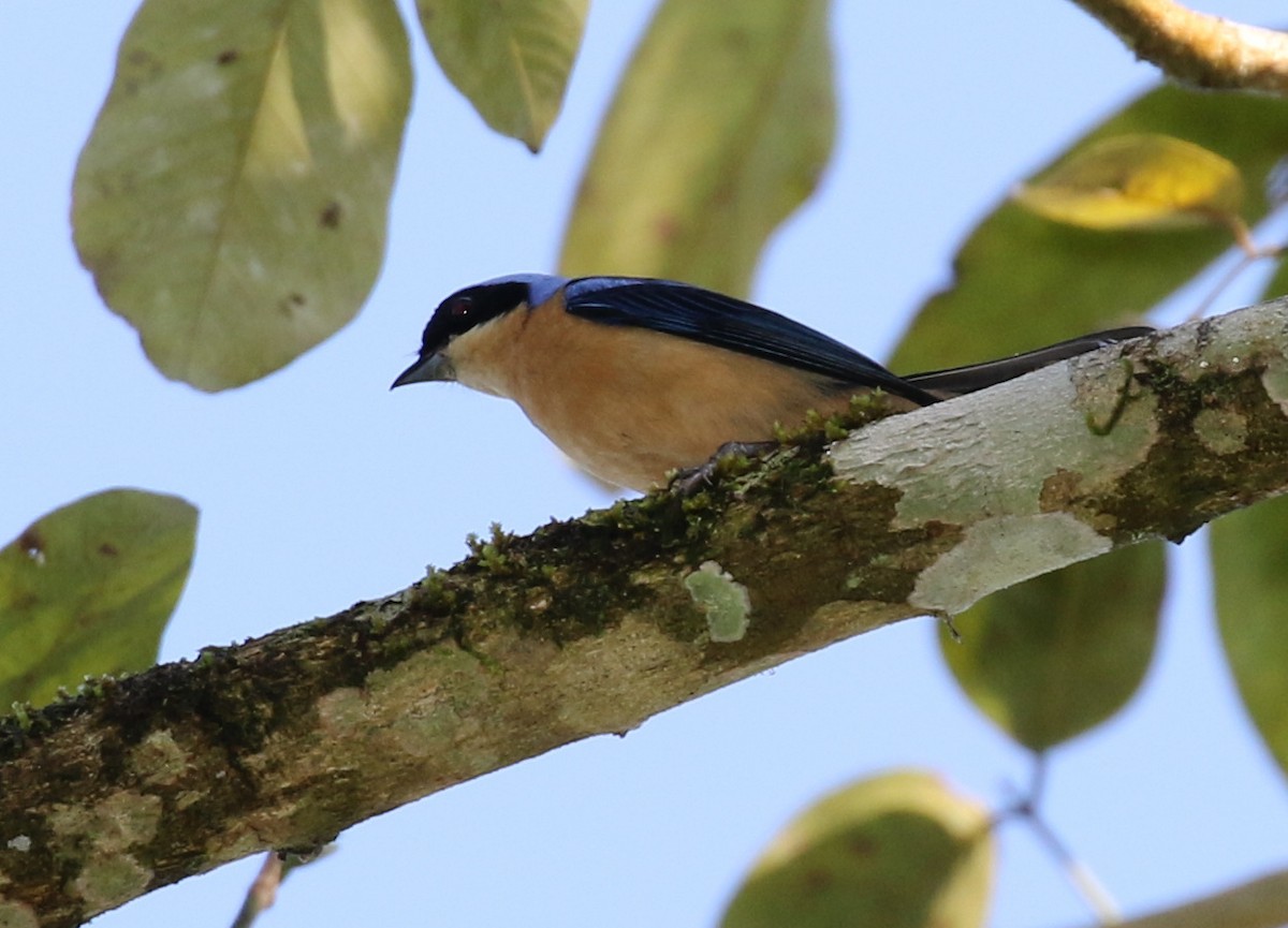 Fawn-breasted Tanager - ML118228781