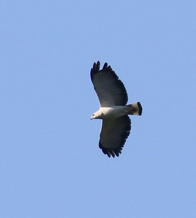 White-necked Hawk - ML118229101