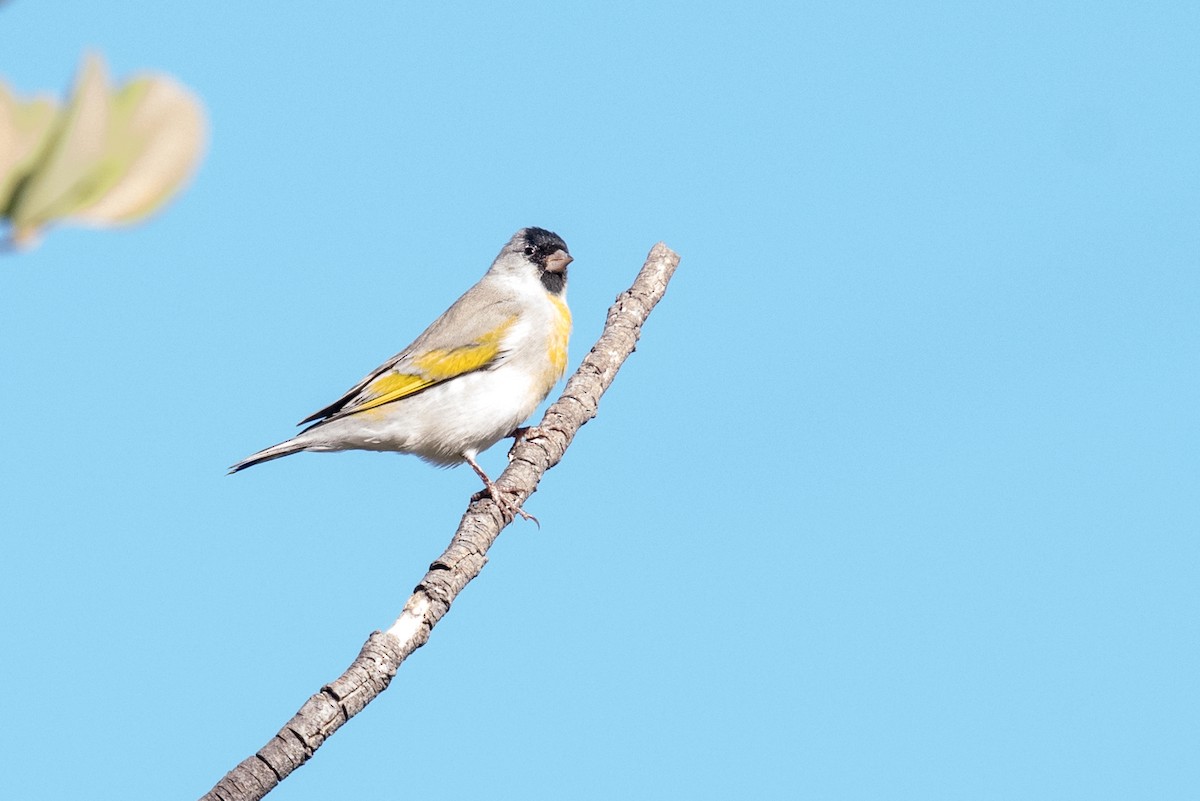 Lawrence's Goldfinch - Melissa James