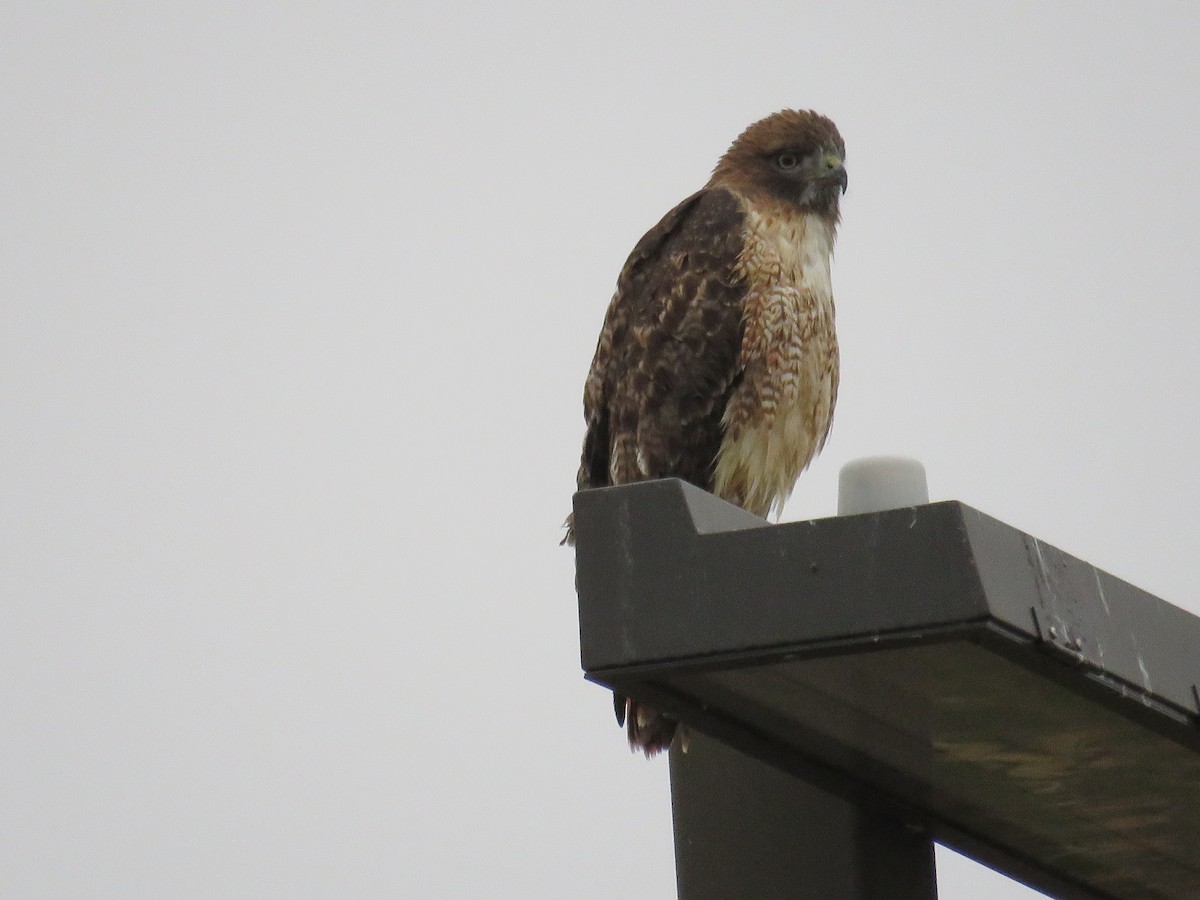 Red-tailed Hawk - ML118237491